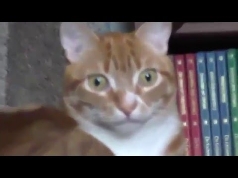 Cat Illuminati confirmed!?