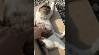 おれのねこ②