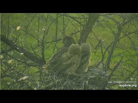 Great Horned Owl @ Roger’s Place - 5/26/2022 - #1 Fledgling returns to the nest with Mama Owl