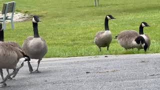 Park is a lot of noisy アメリカの公園とサッカーとバスケと野球