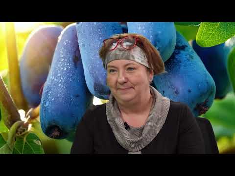 Jagoda kamczacka, Superowoc Przyszłości: prof. dr hab. inż. Monika Bieniasz/Jacek Bańka Radio Kraków