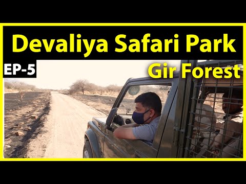EP 5 Junagadh to Gir| Devaliya Safari, Gujarati Food at Gir, Siddi Dance at Gir