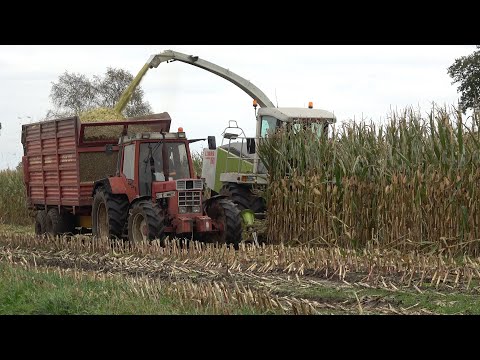 Mais hakselen met Claas Jaguar 860 en International Harvester 1056 XL Ergo-S (2021)