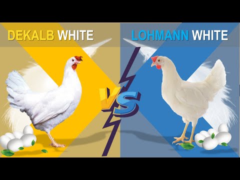 , title : 'Dekalb vs Lohmann |The Comparison of Two Popular Hybrid Chicken Layers for Commercial Egg Production'