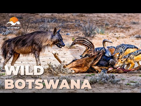 WILD BOTSWANA | Brown Hyenas: Africa's Stealthy Hunters #AnimalDocumentary | Wildlife Documentary
