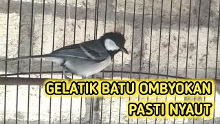 Download lagu PANCINGAN UNTUK GELATIK BATU OMBYOKAN, PASTI NYAUT mp3