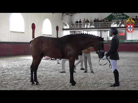 211023 8 Ligeiro de Almeida - Aprovação de Garanhões