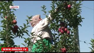 Спрос на продукцию предприятия «Сады Чечни»  стремительно растет