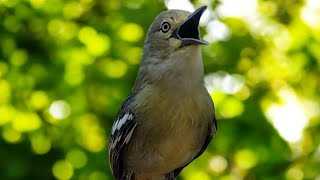 Download lagu VARIASI TERBAIK SIULAN BURUNG SIRTU/CIPOH VERSI OCEHAN CIPOW. mp3 Download lagu VARIASI TERBAIK SIULAN BURUNG SIRTU/CIPOH VERSI OCEHAN CIPOW. mp3