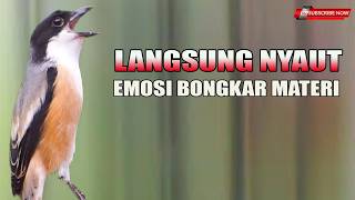 Download lagu 🔴 Live Cendet Gacor Cocok Untuk Pancingan Burung Bahan Cepat Emosi Nyaut Bongkar Materi mp3 Download lagu 🔴 Live Cendet Gacor Cocok Untuk Pancingan Burung Bahan Cepat Emosi Nyaut Bongkar Materi mp3
