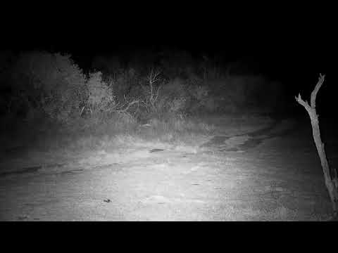 Djuma: Genet on the hunt - 21:04 - 08/29/21