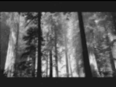 Area 23 - Forest Tribute (Acidcore)