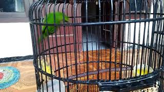 Download lagu Perbedaan cucak ijo Kalimantan & Cucak ijo Jember Jatim mp3