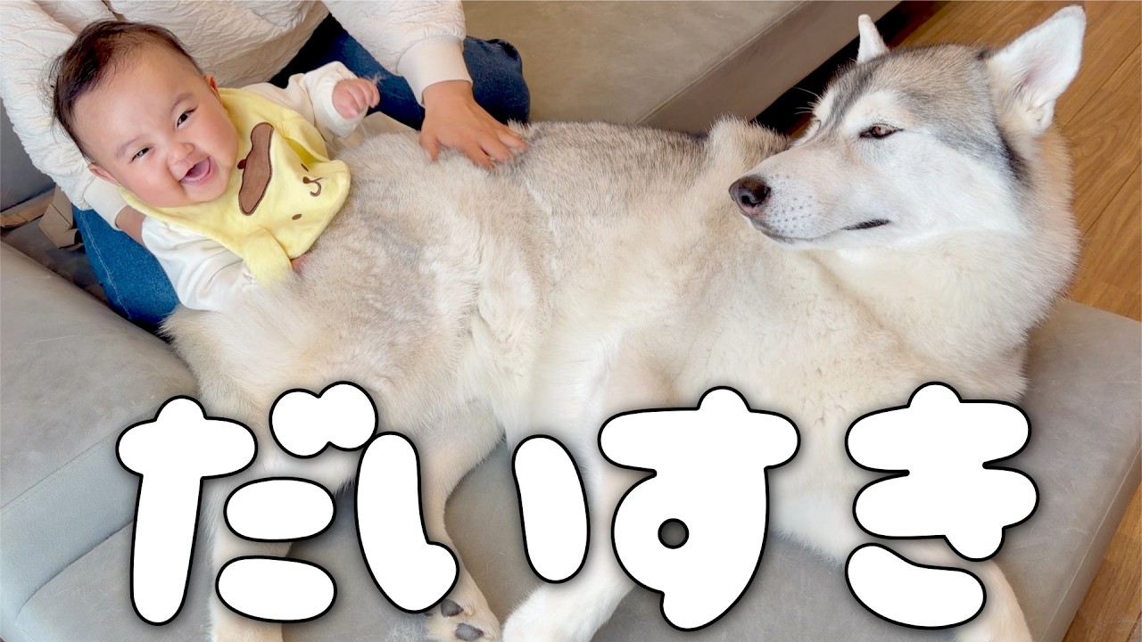 まるで母親のように背中で遊ぶ赤ちゃんを見守る愛犬が優しすぎました・・・