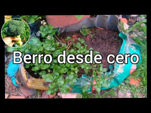 Brunnenkresse-Anbau!!!!......einfach!!!!