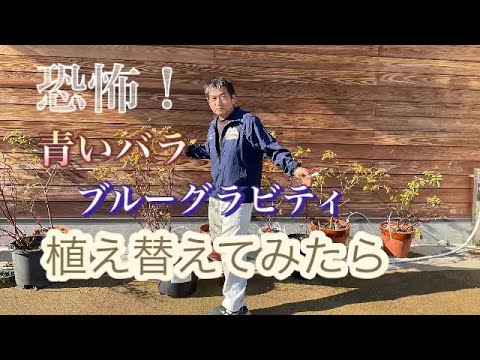 園芸 青い気管、青い気管