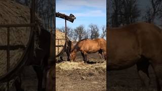 ￼ подборка лучших видео кошек с лошадьми #cat #веселыекоты #прикольныекоты #видосыоткота #кот