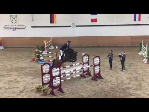 For sale approved Holstein stallion