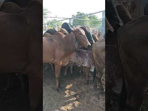 FEIRA DO GADO EM CIPÓ BA