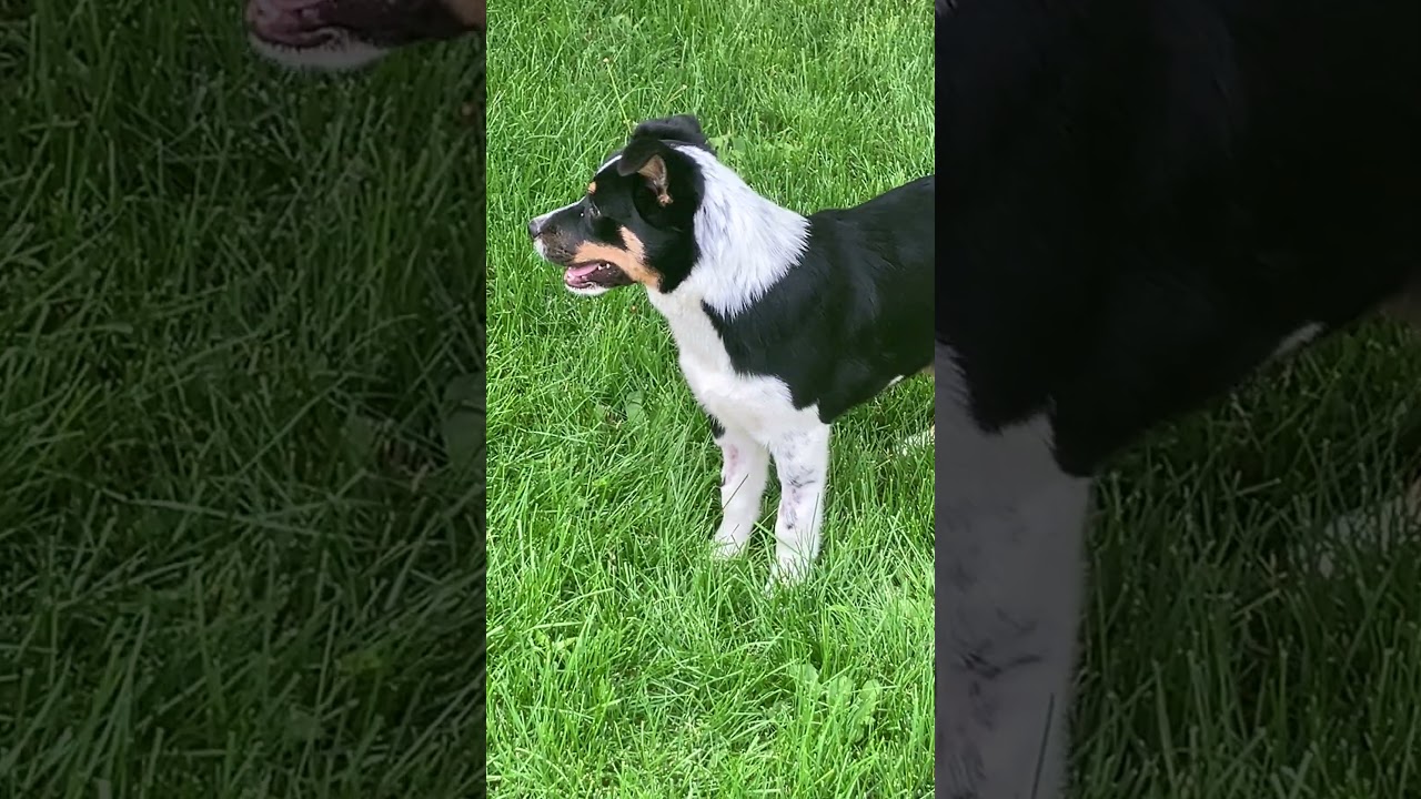 Enlarge Harlow, a ADOPTABLE mixed breed in Fort Collins, CO video 4/5