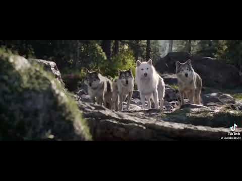 🙄🙄🙄 DOG POWER