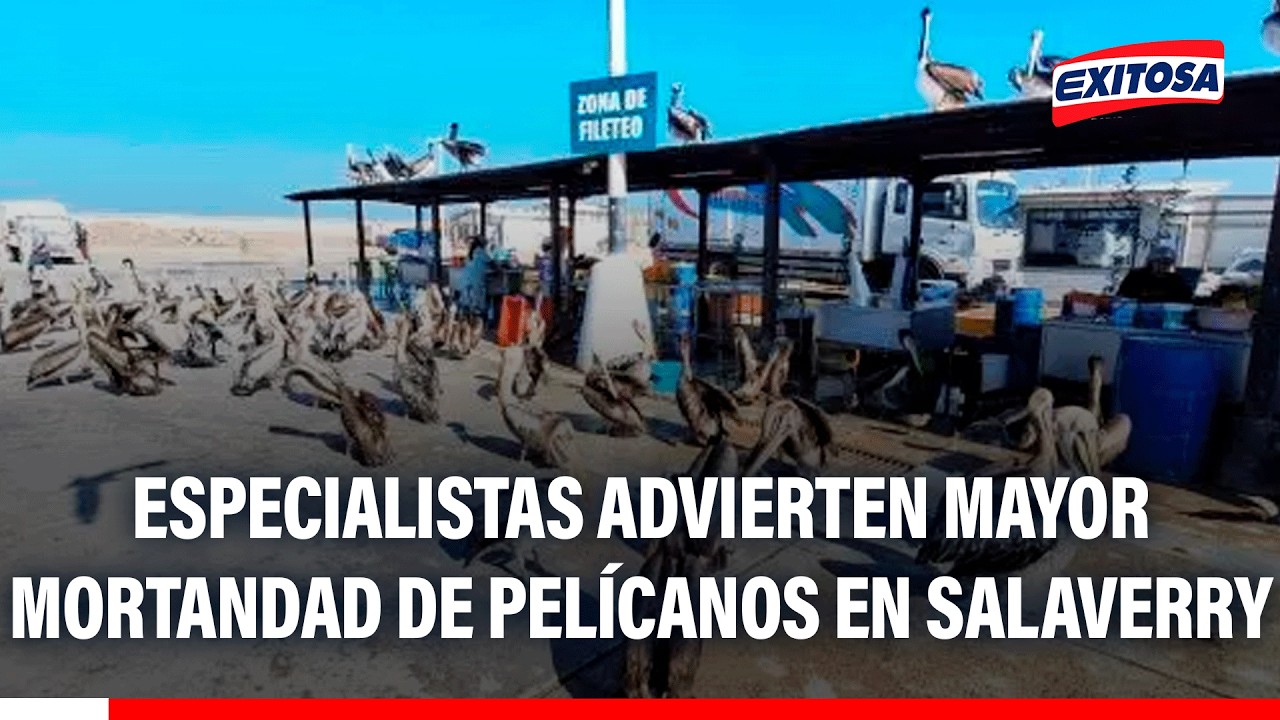 🔴🔵 Especialistas advierten mayor mortandad de pelícanos en Salaverry