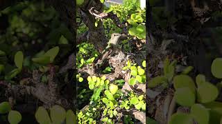 Download lagu Part#6 Hummingbird Feeding Her Babies on My Bonsai Tree #friends #love#bonsai #cute #enjoy#relaxing mp3