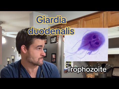 Giardia Infection in Dogs and Cats