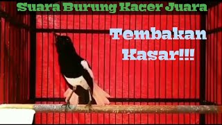 Download lagu Masteran Burung Kacer Juara mp3 Download lagu Masteran Burung Kacer Juara mp3