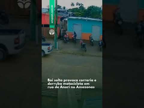 Boi solto provoca correria e derruba motociclista em rua de Anori no Amazonas