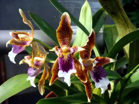 , title : 'Odontoglossum Orchid | Flower Breed Pictures Of Odontoglossum Orchid'