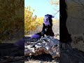 The Purple Phantom Furry Furries Fursuit Halloween Furrie Ghost
