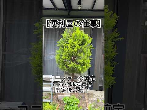 冬に剪定する植物: 冬に剪定すると恩恵を受ける植物に焦点を当てる  庭園