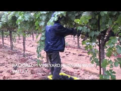 Harvest  Season at City Winery NYC