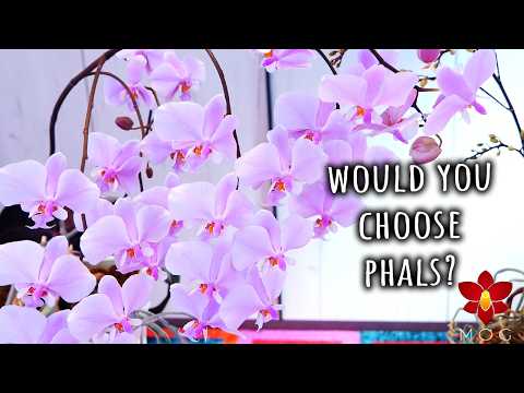 If you had to keep ONE Orchid forever, which would it be? 🤔