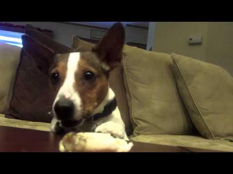 Funny Jack Russell Terrier Teasing Charlie