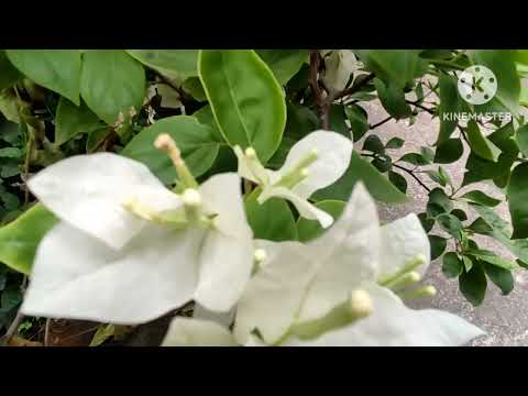 Bougainvillea new plant