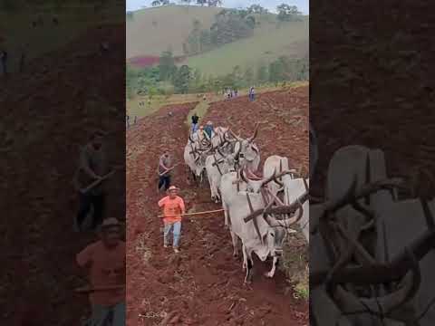ARANDO TERRA EM DOM VIÇOSO !