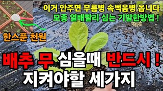 배추무 심을때 꼭 이것! 해줘야 폭풍성장 하고 무름병도 안와요 단돈천원! #배추무심는방법 #배추벌레퇴치 #청…