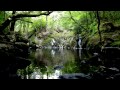 Relaxing Water Sounds of Nature - Birds Singing Relax Sound - Calm Sleeping Noises of Birds Chirping