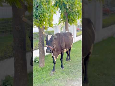 Aakash or bhaiya ki cow 🐄🥰 #shortvideo #viralvideo #shortsfeed