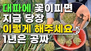 대파에 핀꽃 절대 그냥 버리면 안됩니다 이렇게 하면 몇년은 공짜로 먹을수 있습니다. 대파농사 대파재배