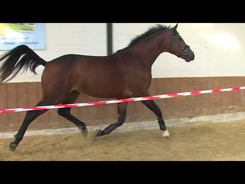 29. Mecklenburger Körtage - Kat.Nr. 87 Hengst v. Verdi