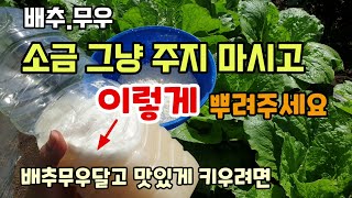 배추무우에 소금 그냥 주지 마시고 이렇게 뿌려주세요 배추가 달고 맛있어집니다 배무무 소금주는이유 방법 병해충…