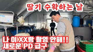 딸기 수확하며 일상을 이야기하다!!!! 그래도 설향 딸기 흰가루병 조심해야…