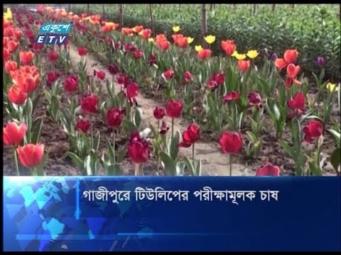 গাজীপুরে টিউলিপের পরীক্ষামূলক চাষ