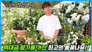 단연코 향기나는 봄꽃나무중 최고입니다!! 우아한 꽃에 고급스러운 향기!! 10% 할인이벤트!!