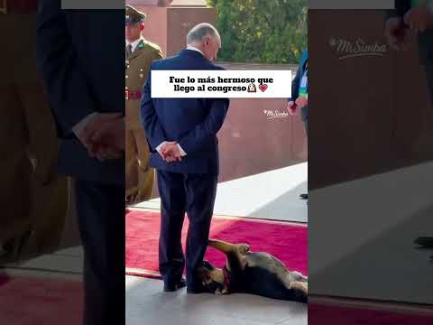 Perrito llegó  al congreso a pedir su Ministerio🐶😍#perros #divertido #humor #tierno
