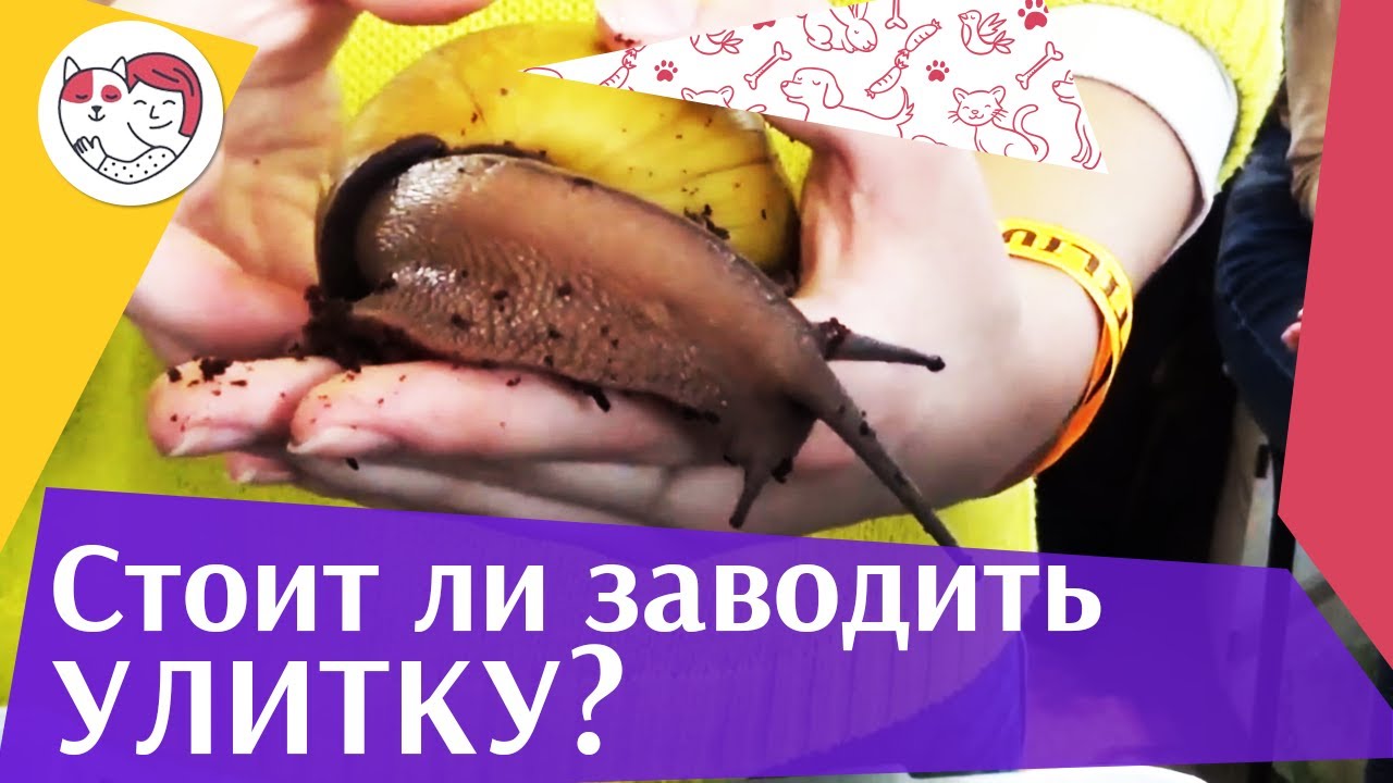Причины завести улитку на ilikepet