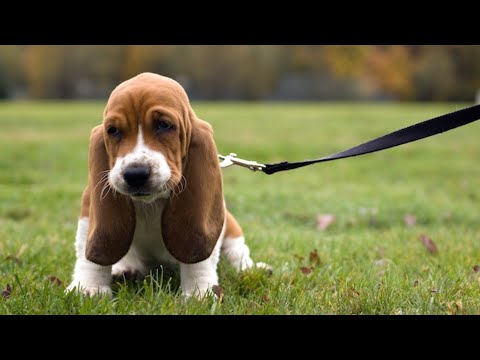 How to Teach Your Dog to Sit/Stay — Training Made Simple